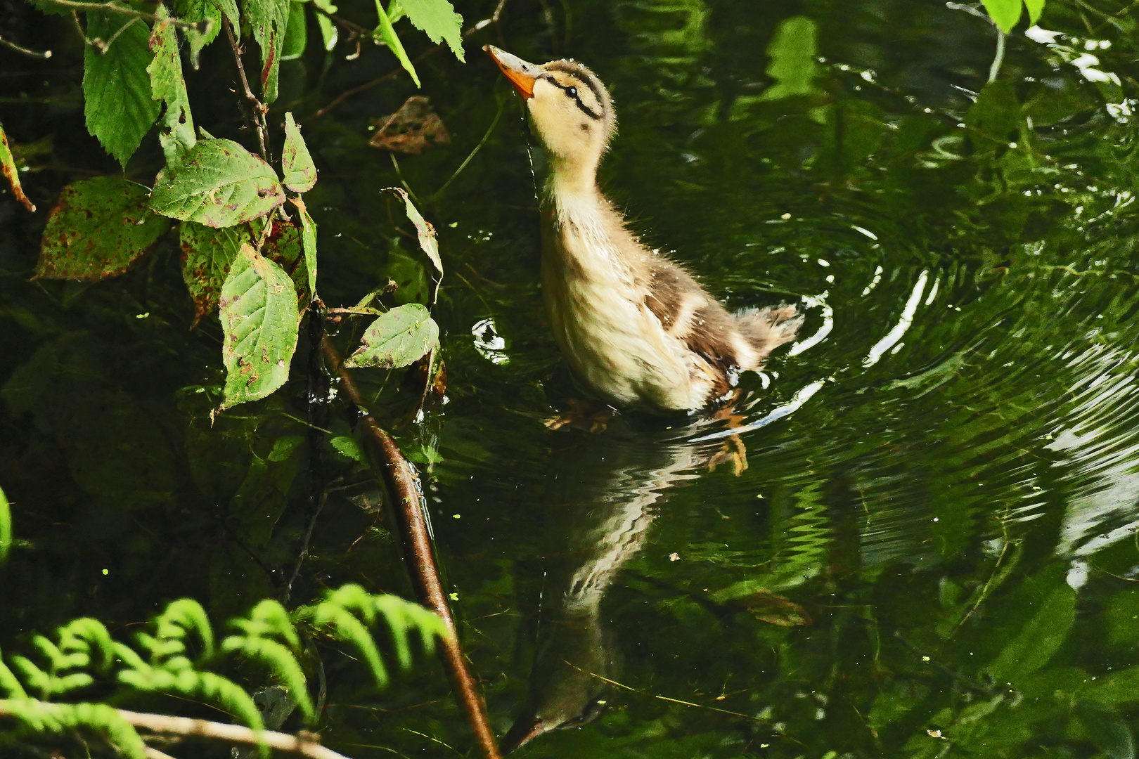 &amp;quot;Schwanenhals&amp;quot;....??? Foto &amp; Bild | natur, enten, motive Bilder auf ...