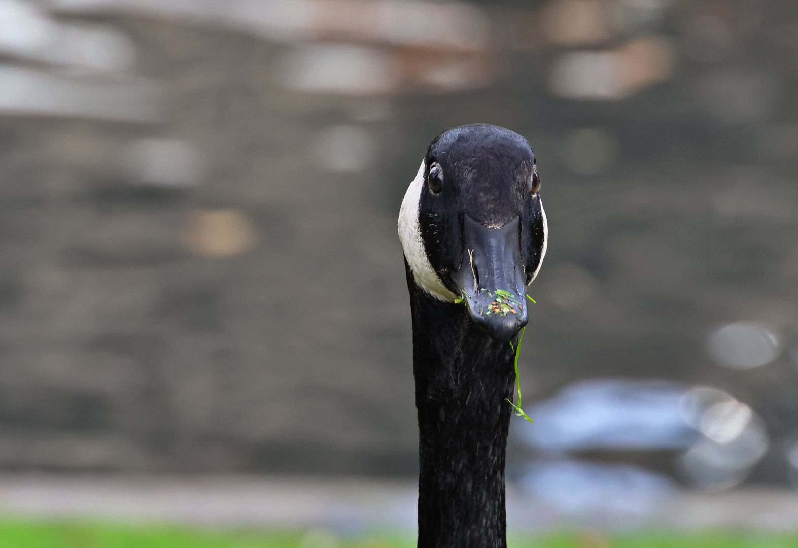  Schwanenhals-Gans