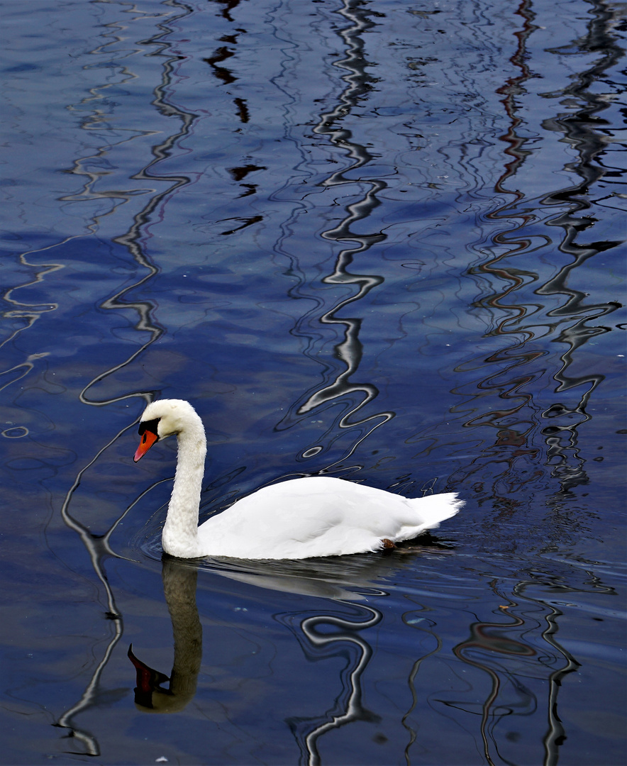 Schwanenhals Spiegelung