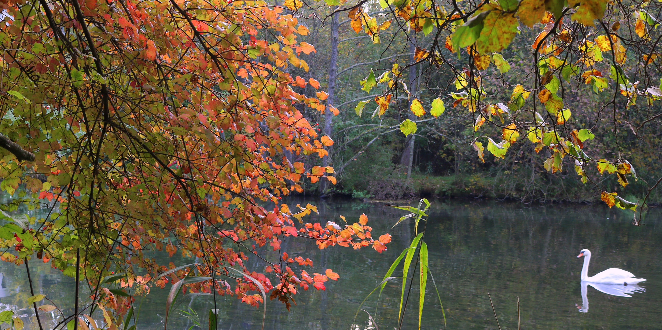 "SCHWANENHERBST"