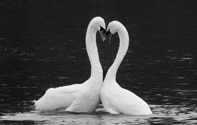 Schwanenherz 