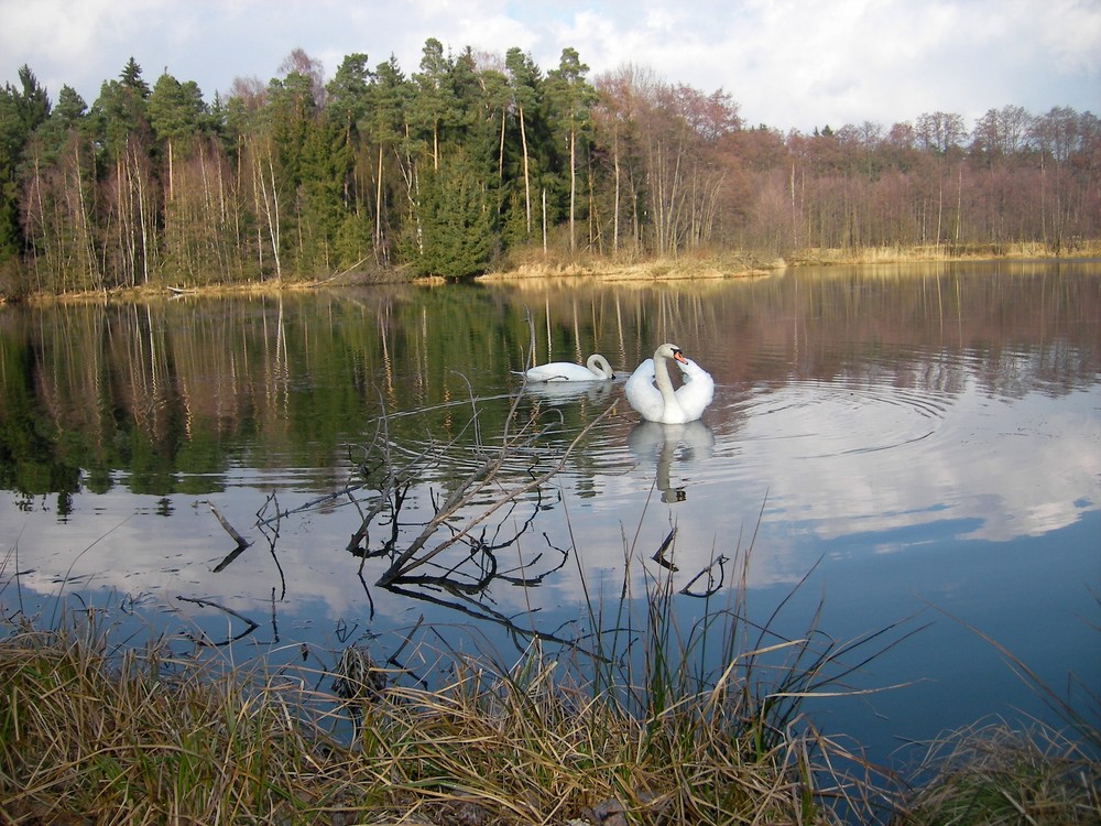 Schwanenhochzeit 2008