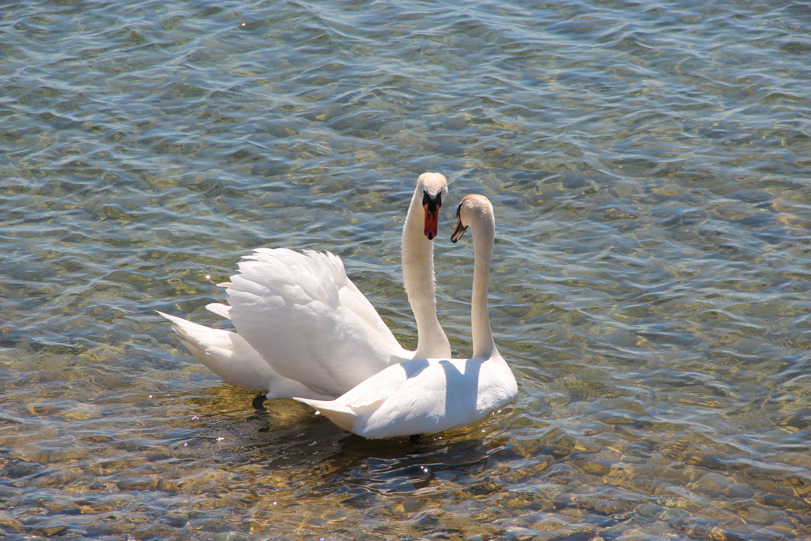 Schwanenhochzeit