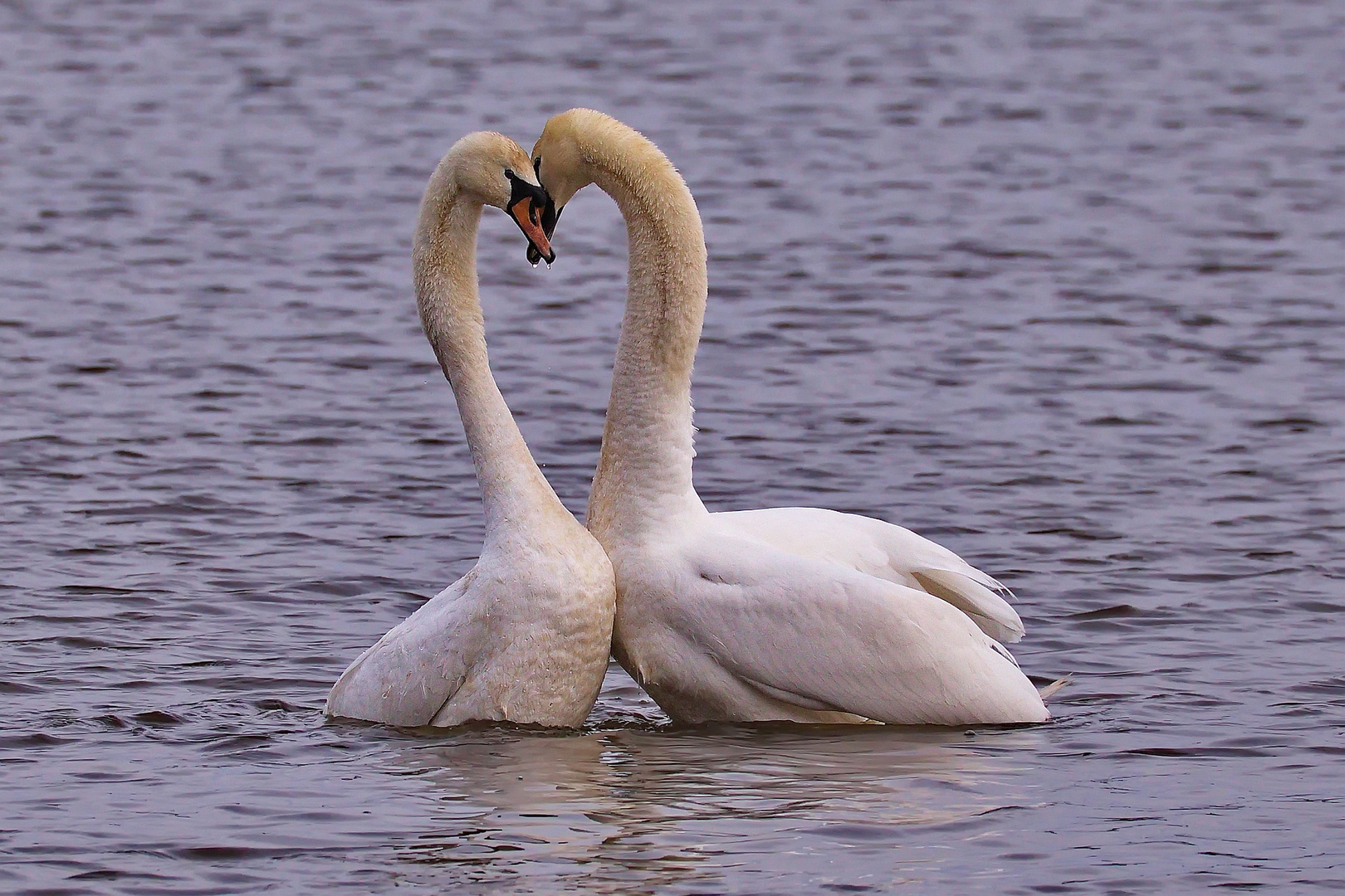 Schwanenhochzeit