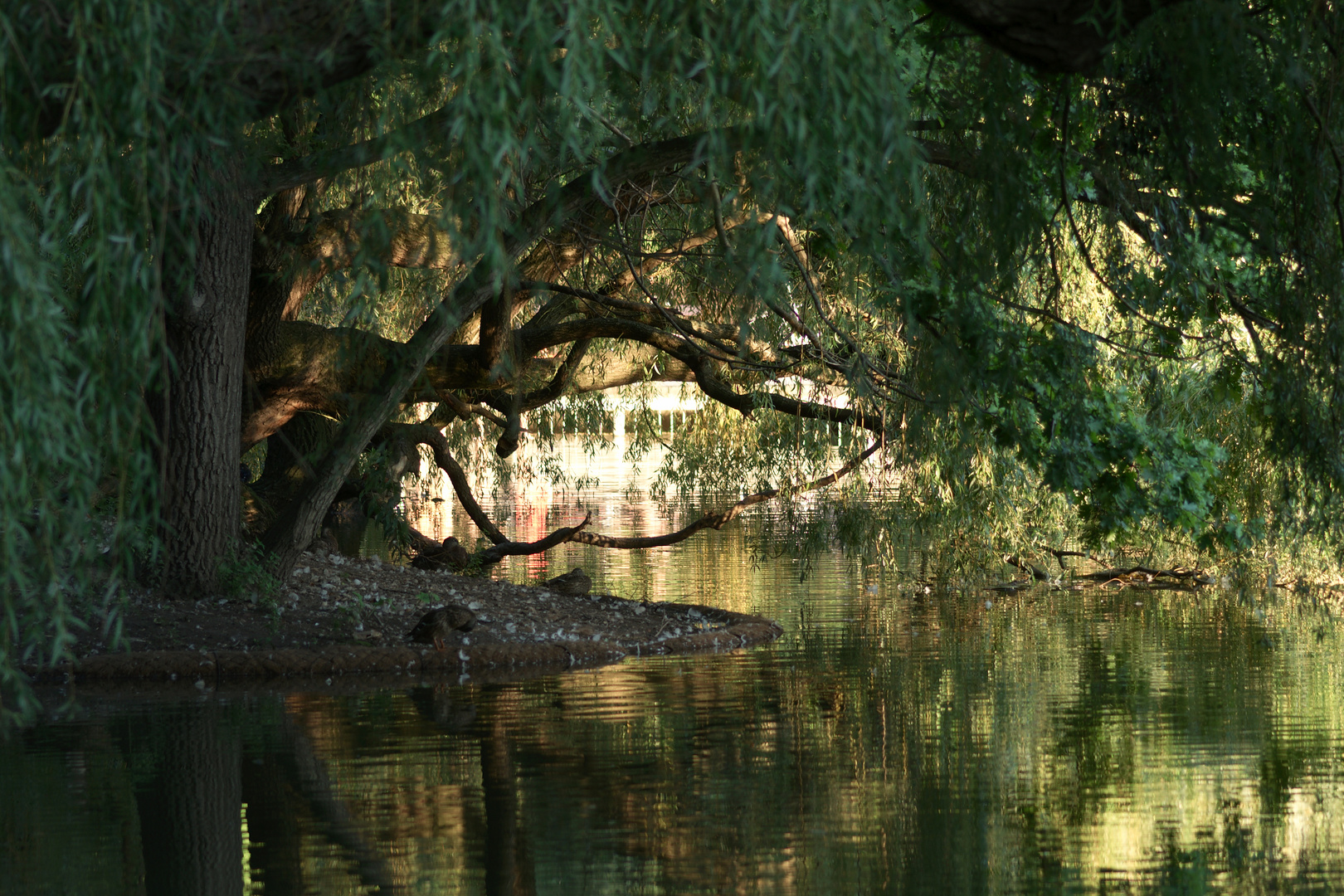 Schwaneninsel