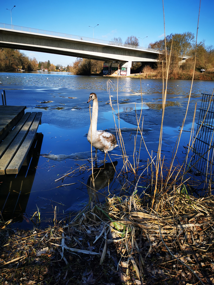 Schwanenjunge