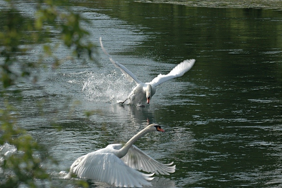 Schwanenkampf