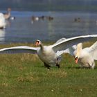 Schwanenkampf in den Ahsewiesen