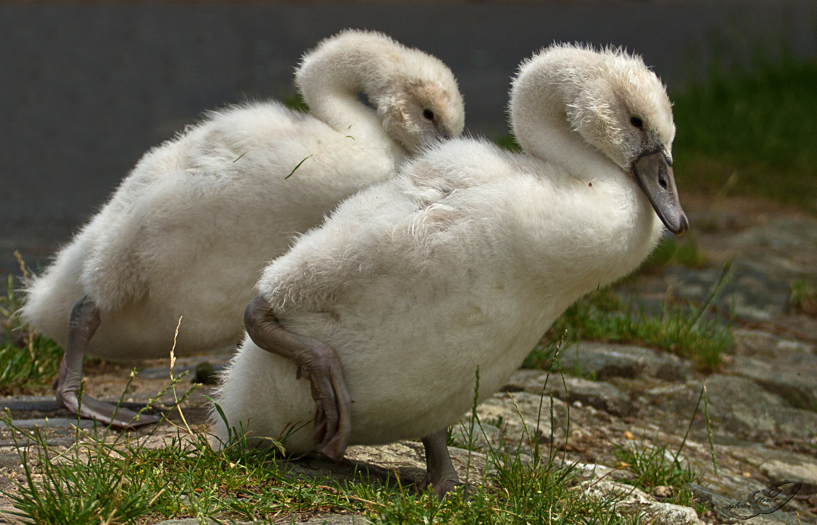 Schwanenkinder