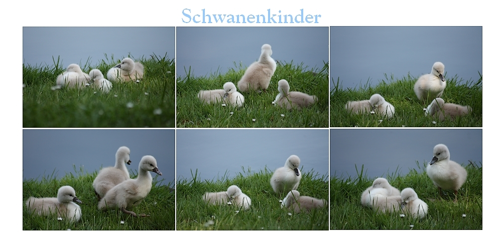 Schwanenkinder