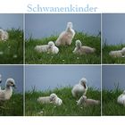 Schwanenkinder