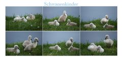 Schwanenkinder