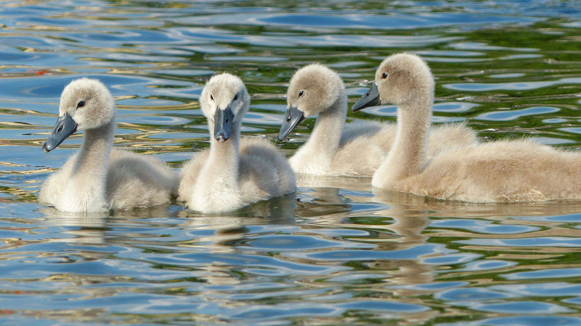 Schwanenkinder