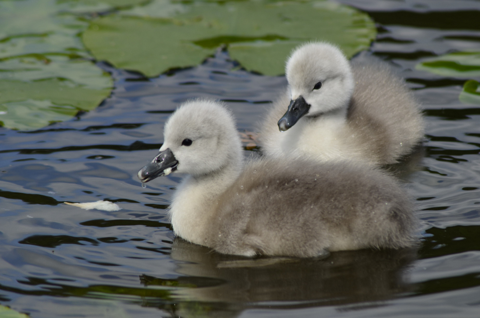 Schwanenkinder