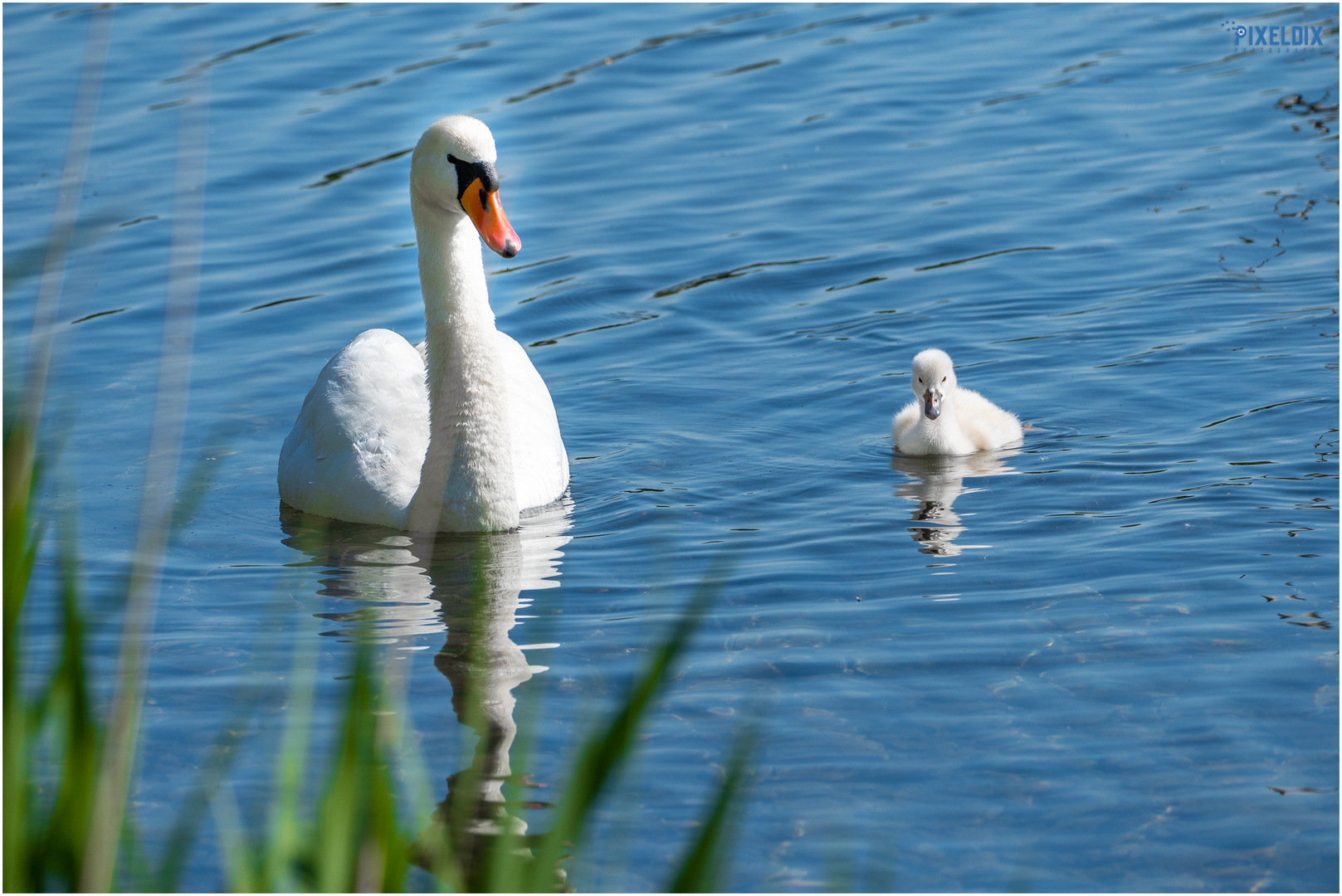 Schwanenkinder