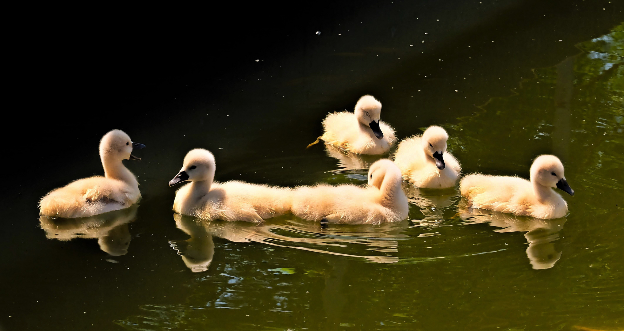 Schwanenkinder im Abendlicht