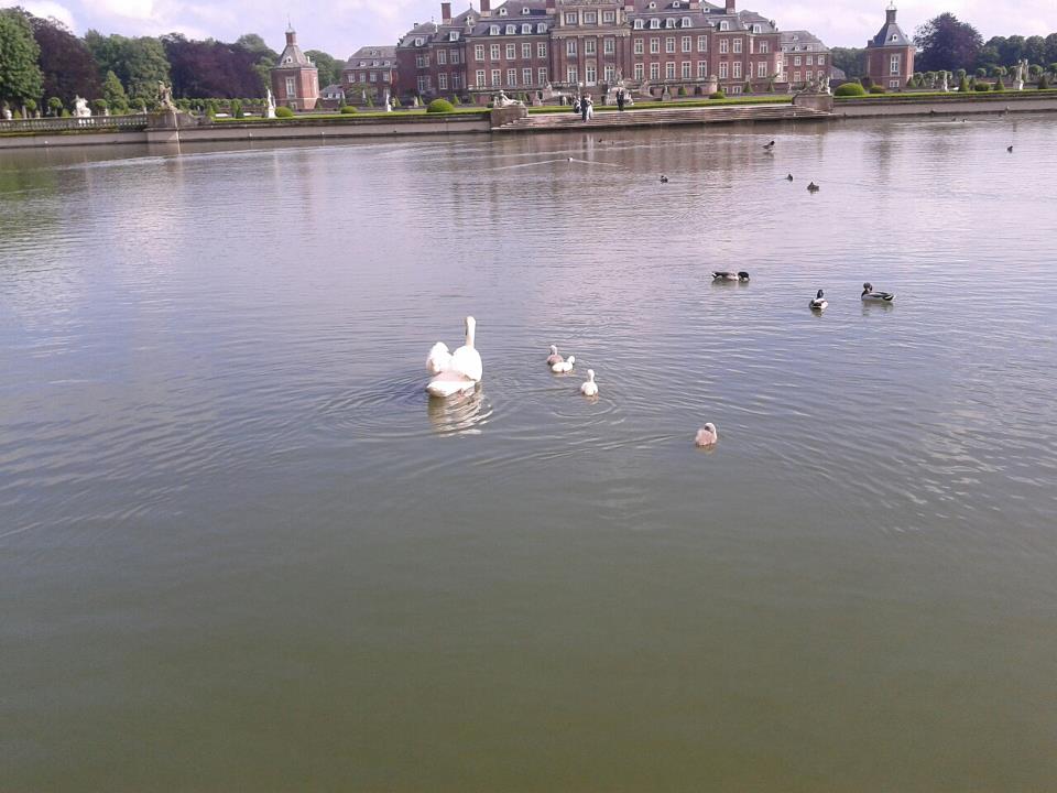 Schwanenkinder im Teich in Schloßpark Nordkirchen Foto & Bild tiere