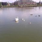 Schwanenkinder im Teich in Schloßpark Nordkirchen