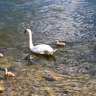 Schwanenkinder mit Mama rheinaufwärts 