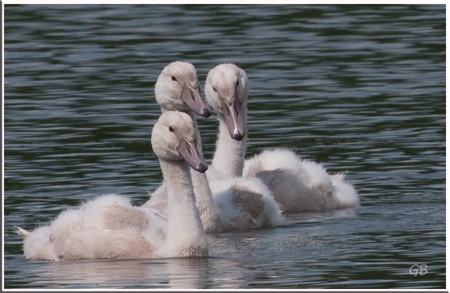 Schwanenkindertrio...