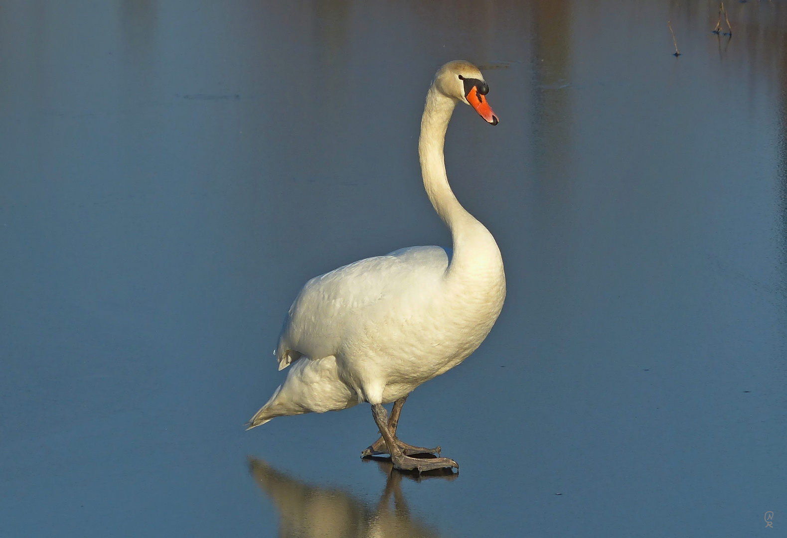 Schwanenkönig