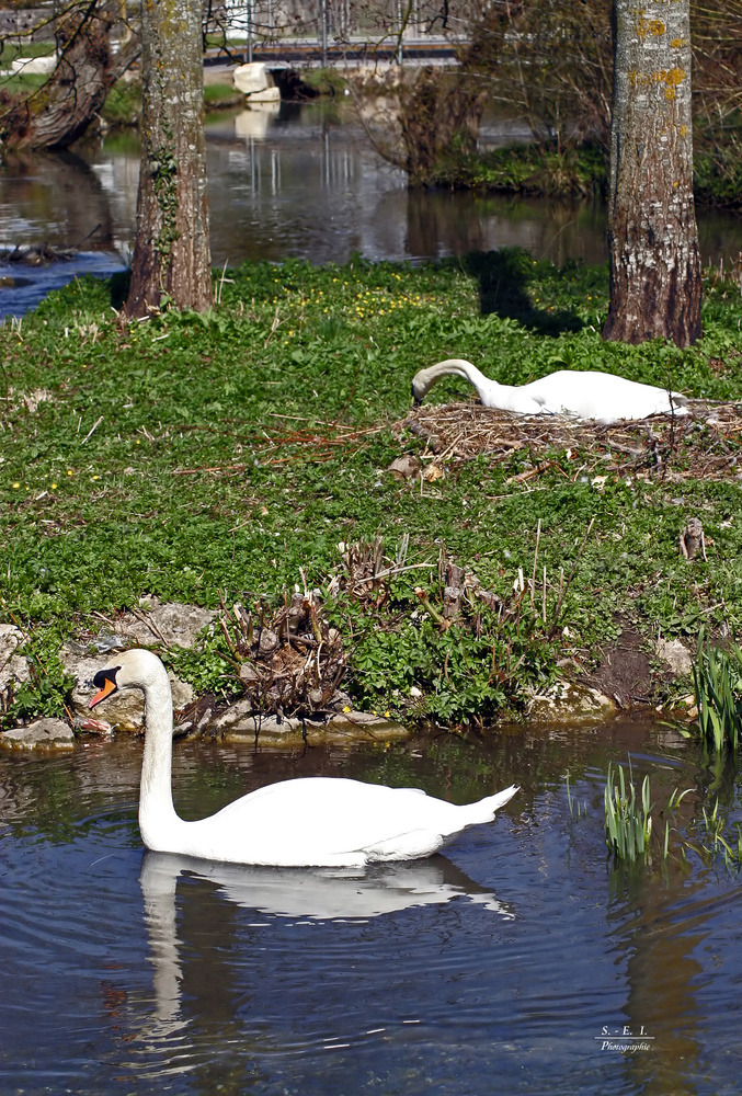 "Schwanenkönig 4 an der Schmiech Ehingen"