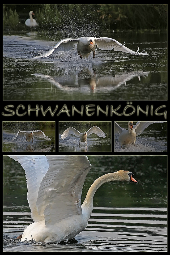 Schwanenkönig