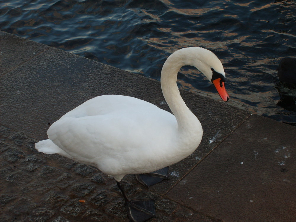 Schwanenkönig