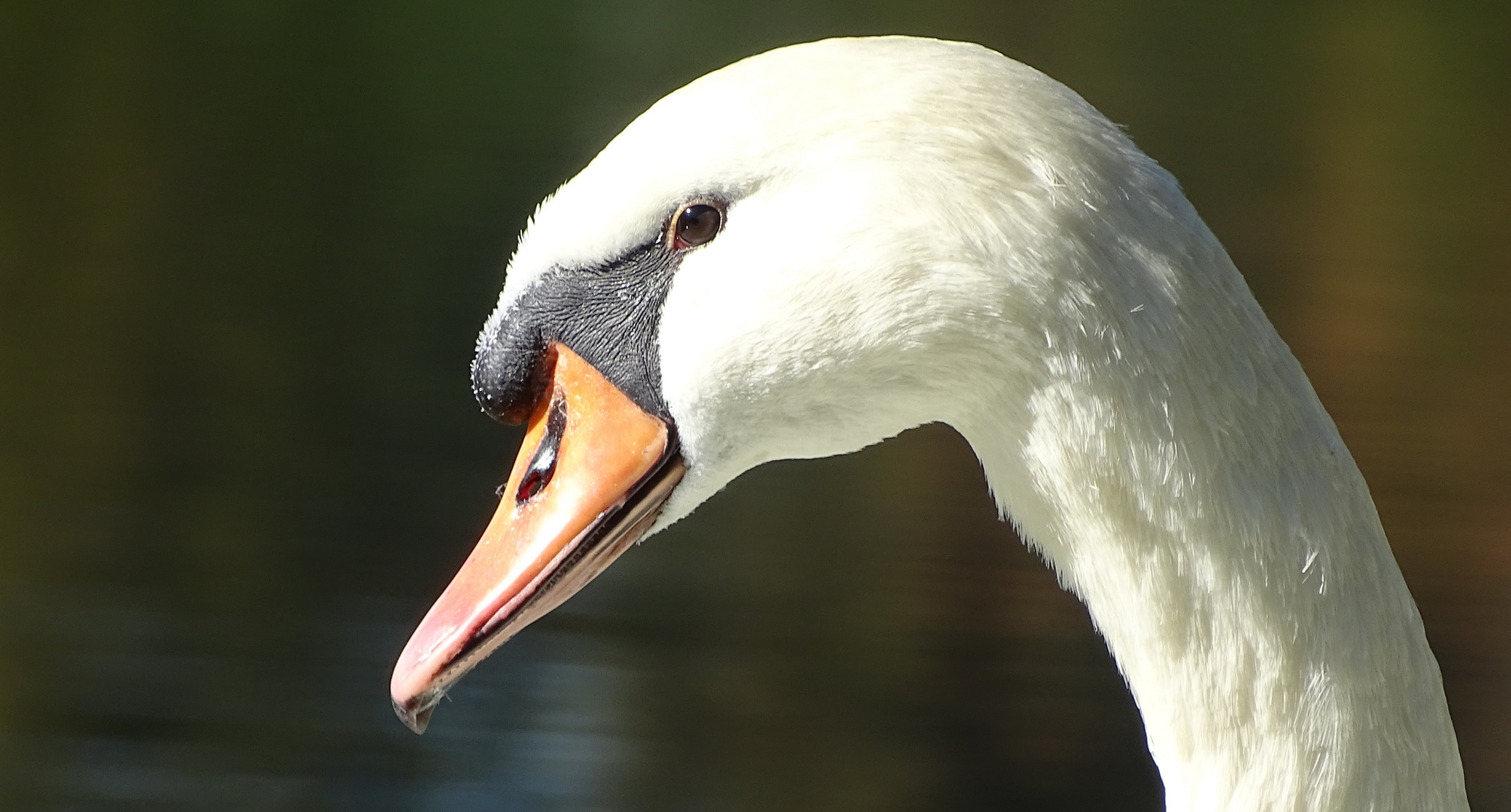 SCHWANENKÖNIG