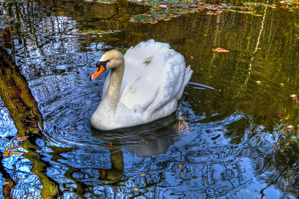 ~ Schwanenkönig ~