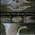 SCHWANENKÖNIG