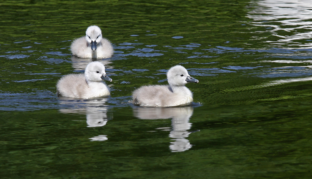 Schwanenküken