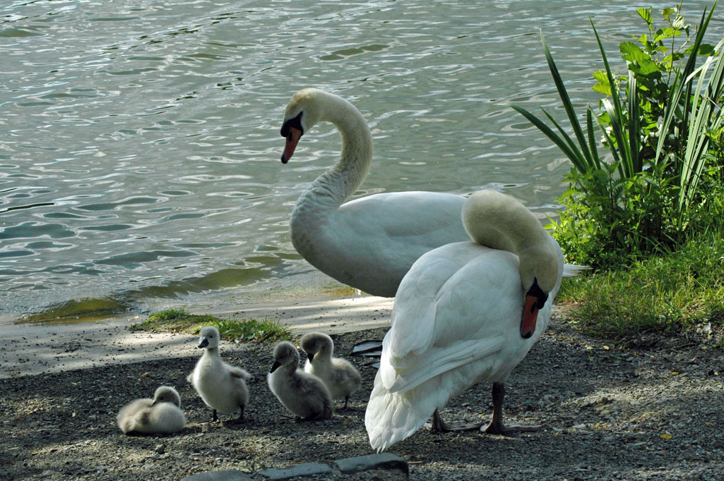 Schwanenküken