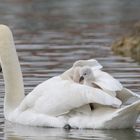 Schwanenküken huckepack