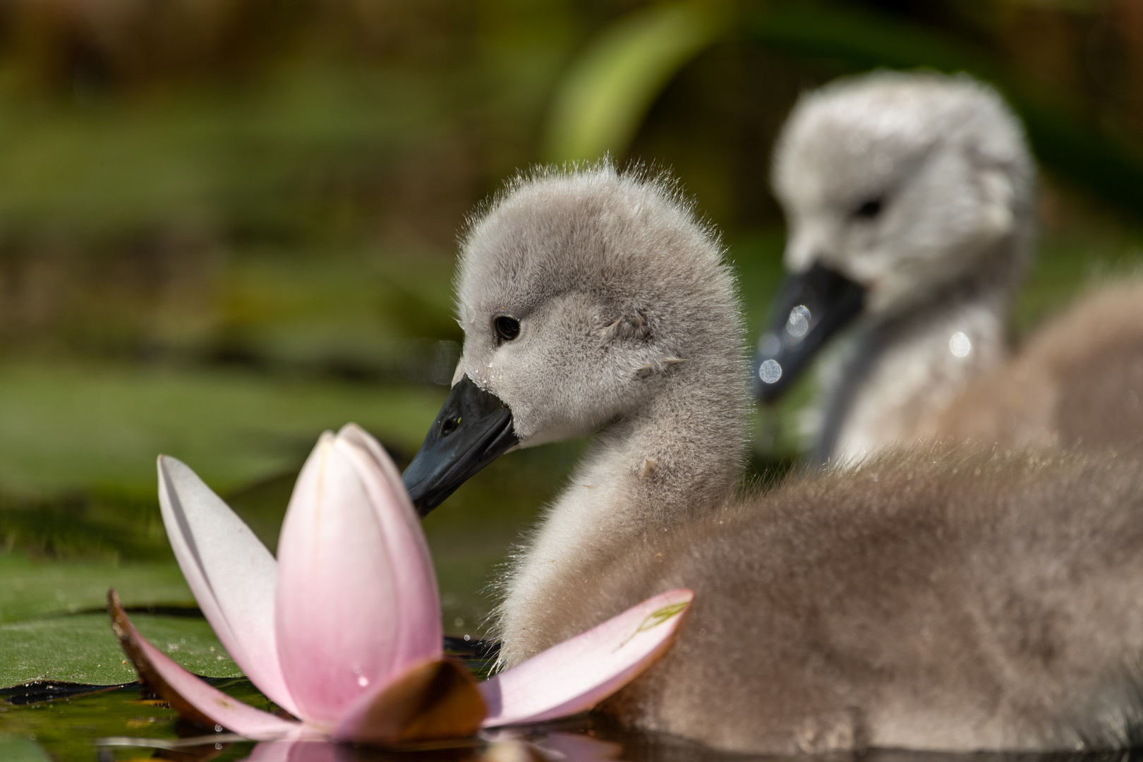 Schwanenküken mit Seerose