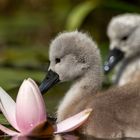 Schwanenküken mit Seerose