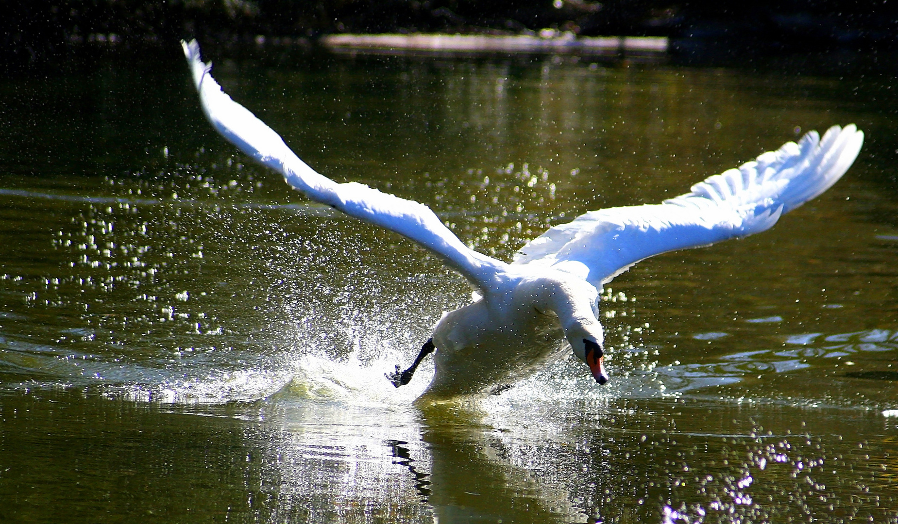 Schwanenlandung