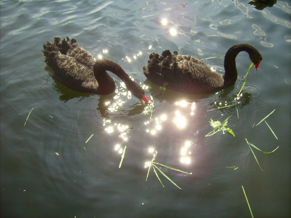 Schwanenliebe in der Sonne