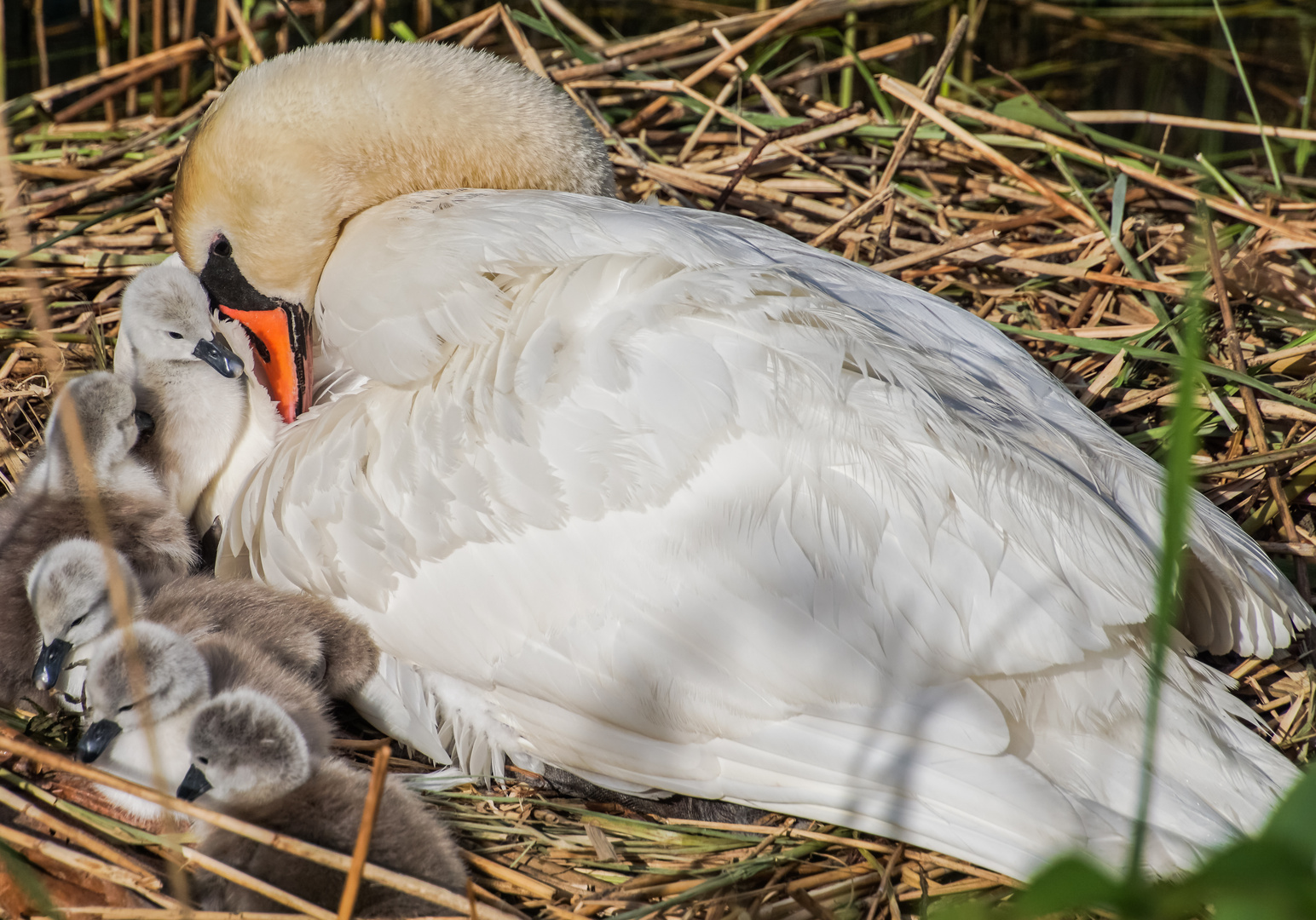 Schwanenmama und Kids 1