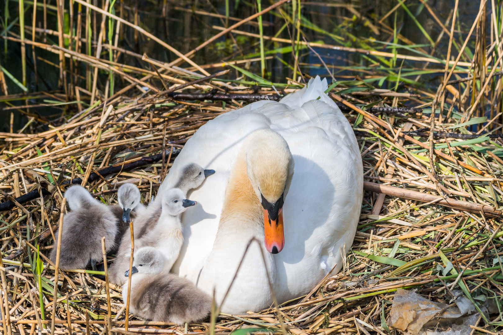 Schwanenmama und Kids 