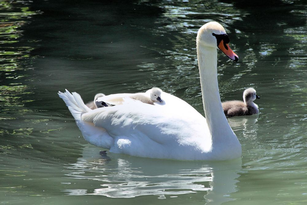 Schwanenmamma mit Kücken / Hotel Mamma