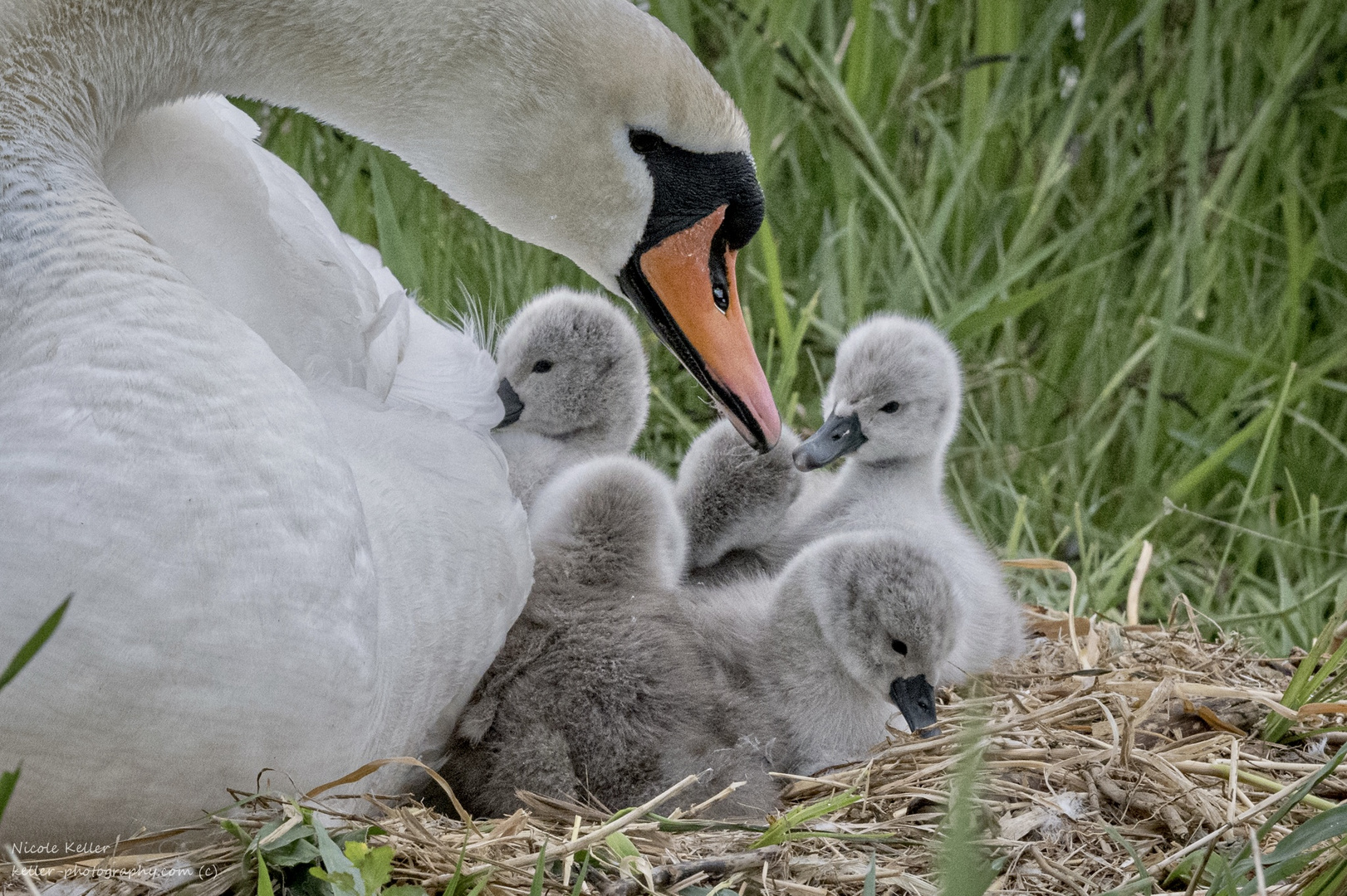 Schwanenmutter mit ihren Babys