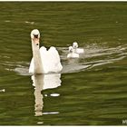 Schwanenmutter mit ihren jungen im Schlepptau ,