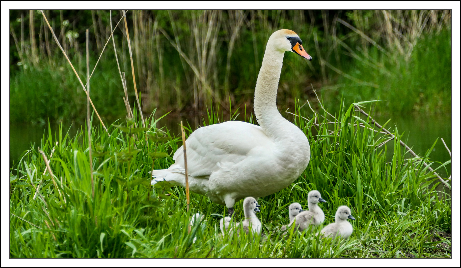 Schwanenmutter mit Nachwuchs