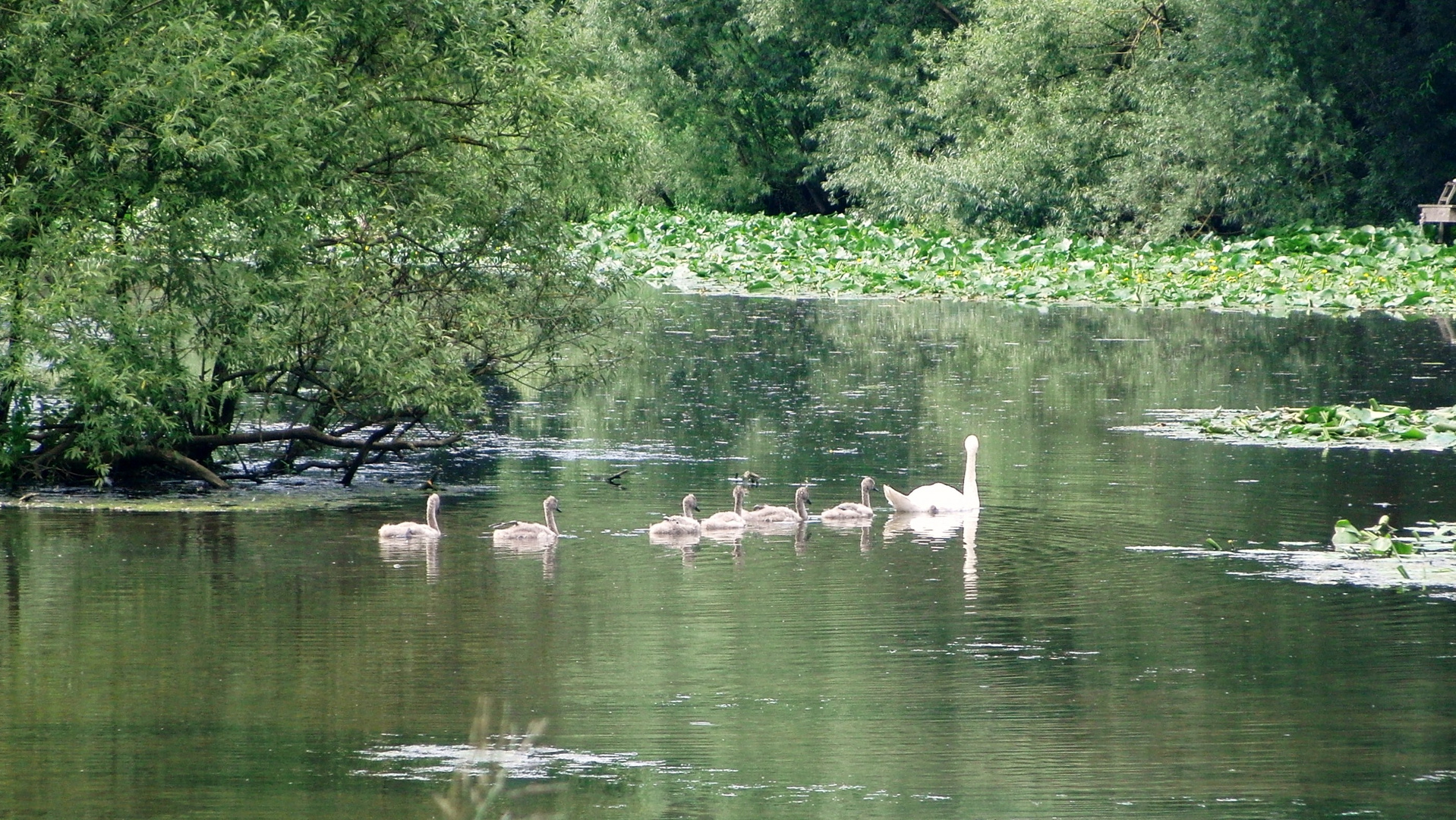 -Schwanenmutter mit Nachwuchs auf dem Bad Schwartauer Mühlenteich-