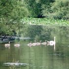 -Schwanenmutter mit Nachwuchs auf dem Bad Schwartauer Mühlenteich-