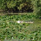 -Schwanenmutter mit Nachwuchs auf dem Bad Schwartauer Mühlenteich-