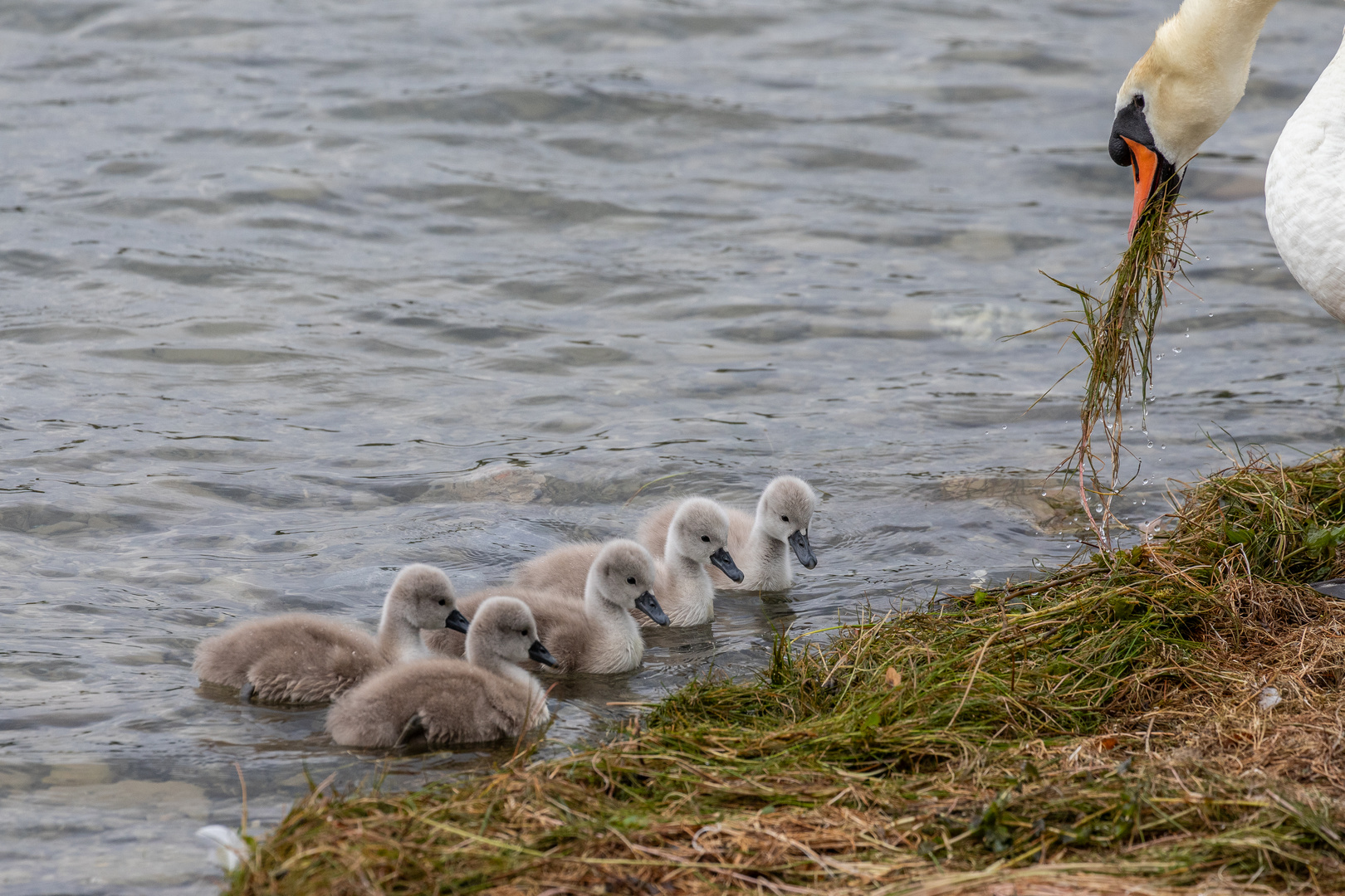 Schwanennachwuchs am Bodensee