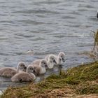 Schwanennachwuchs am Bodensee