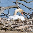 Schwanennest am Chiemsee